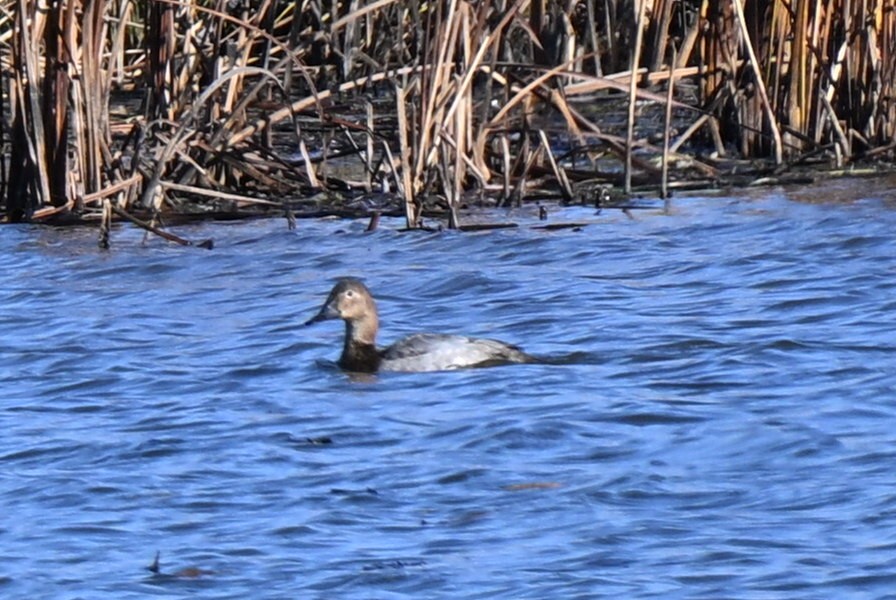 Büyük Elmabaş - ML644825122