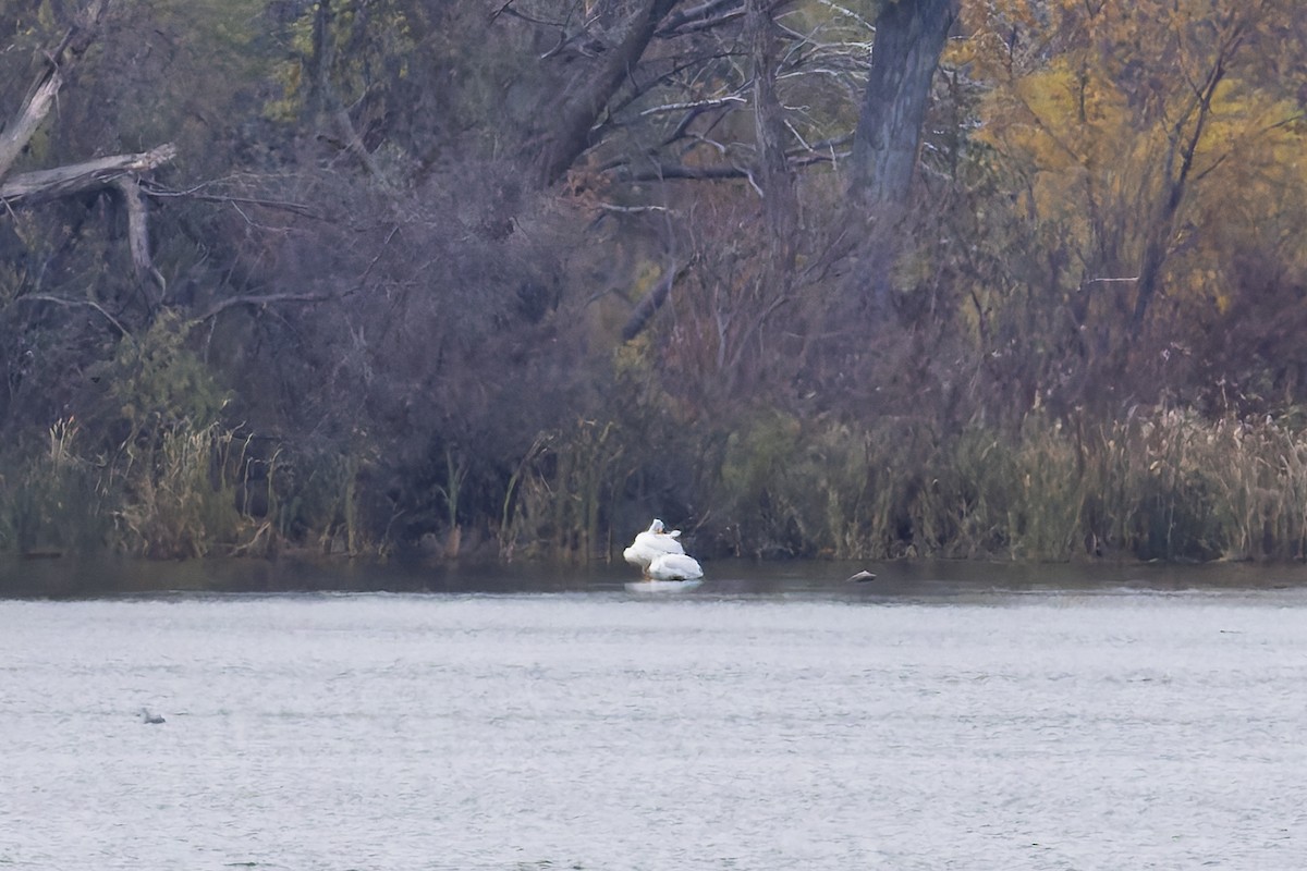 American White Pelican - ML644825139