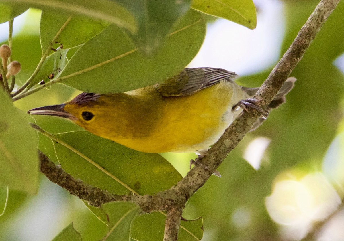 Mangrove Yellow Warbler (Mexican) - ML644825141