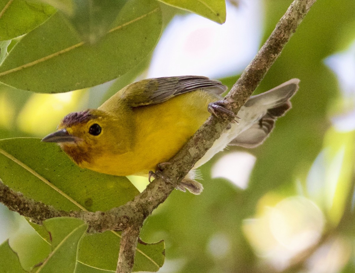 Northern/Mangrove Yellow Warbler - ML644825142