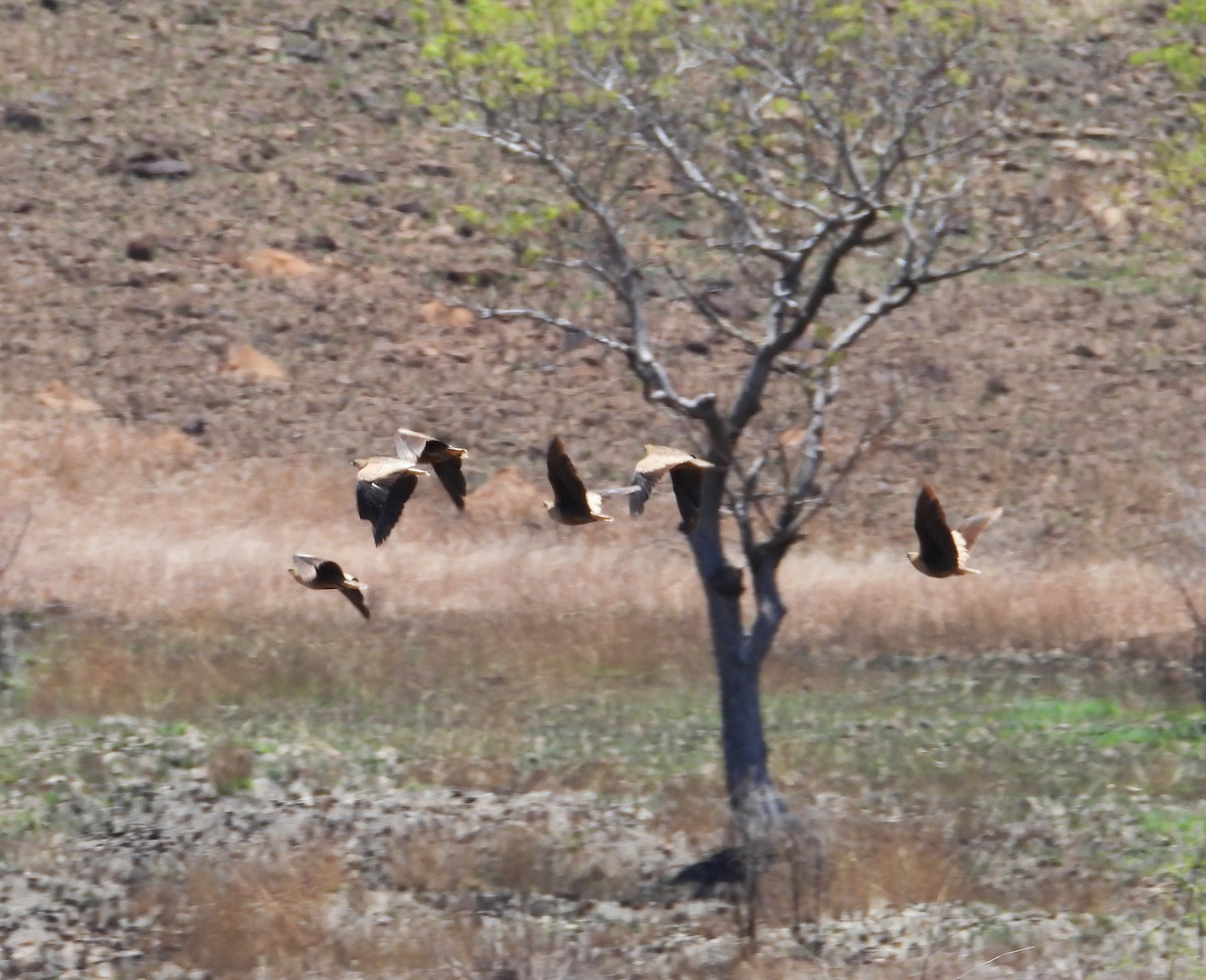 Madagascar Sandgrouse - ML644825143