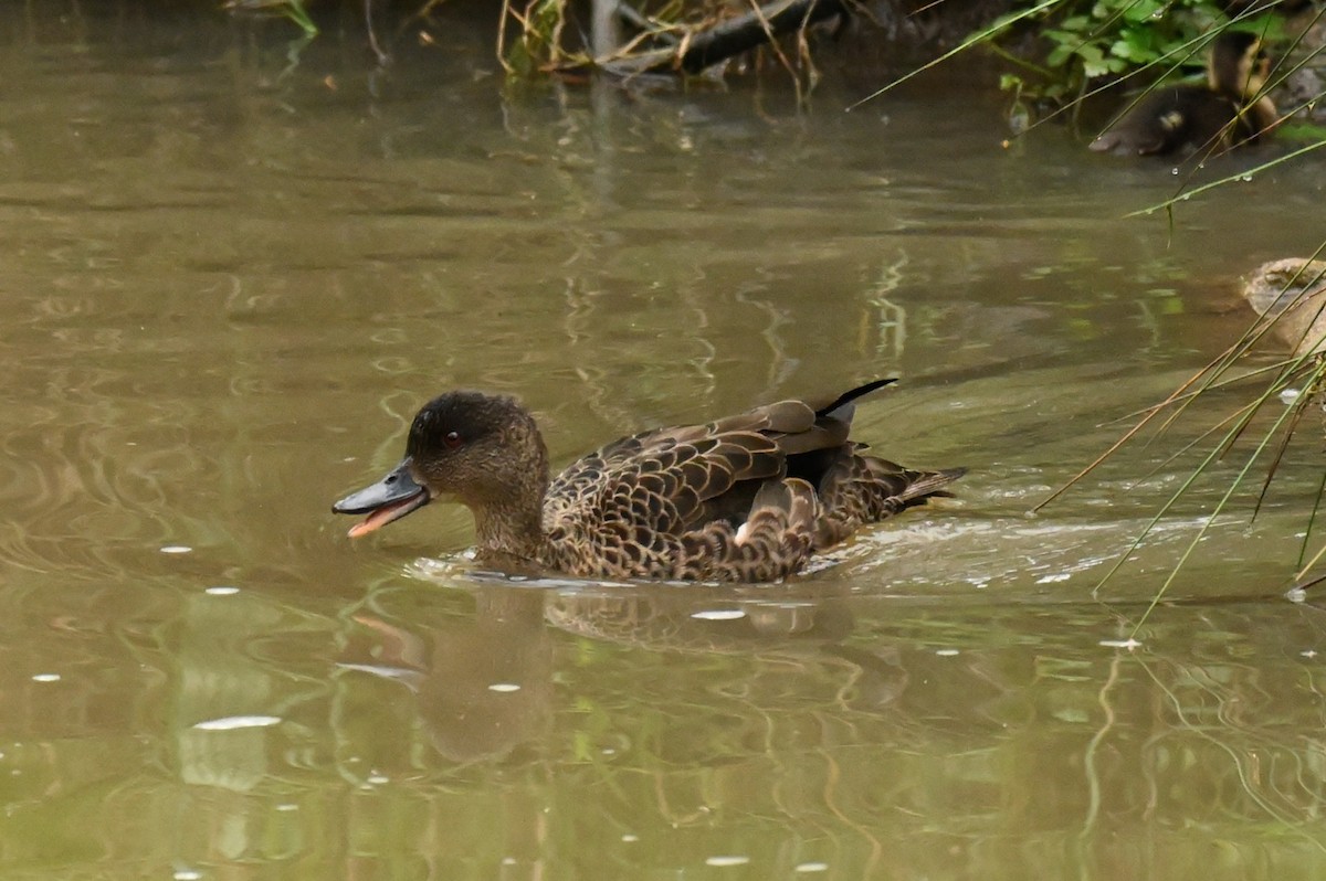 Chestnut Teal - ML644825144