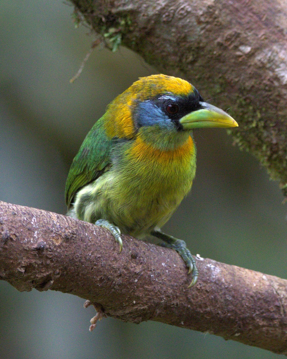 Red-headed Barbet - ML644825149
