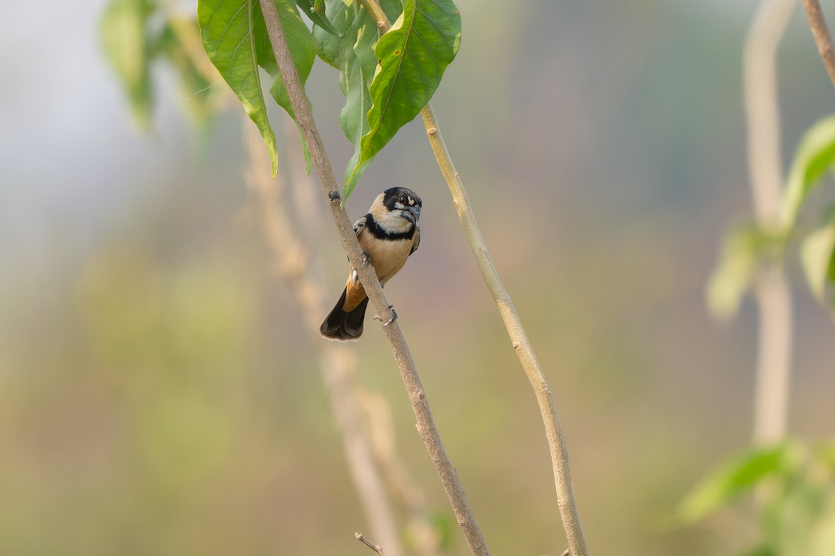 Rusty-collared Seedeater - ML644825150