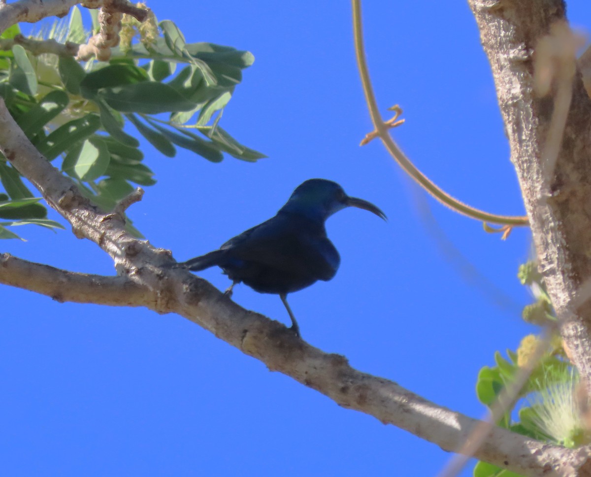 Souimanga Sunbird - ML644825153