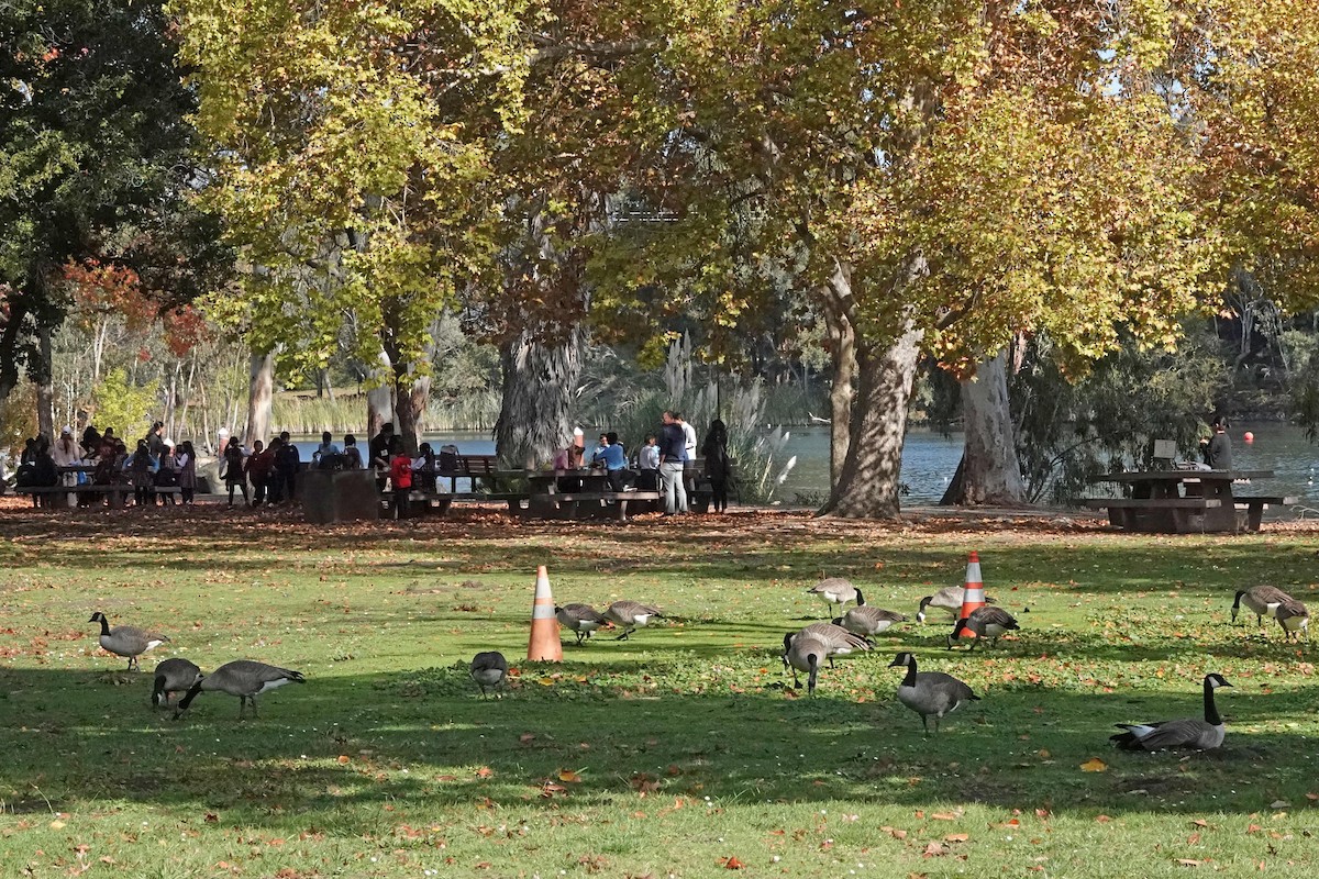 Canada Goose - ML644825154