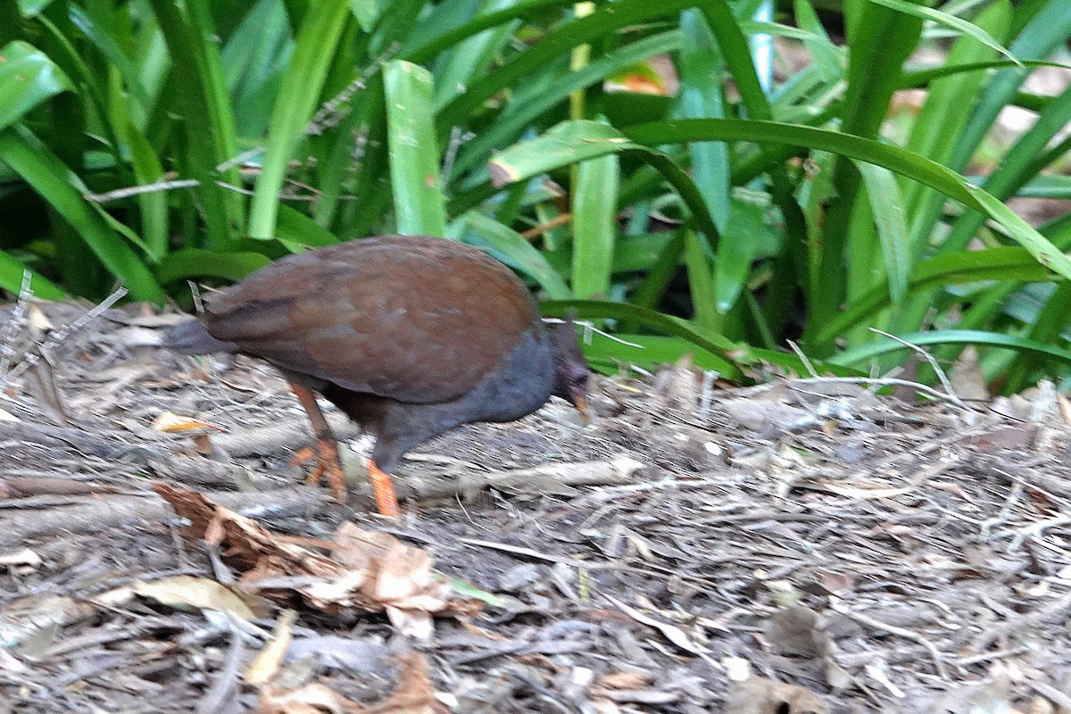 Orange-footed Megapode - ML644825155