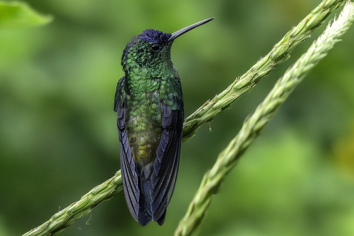 Indigo-capped Hummingbird - ML644825157