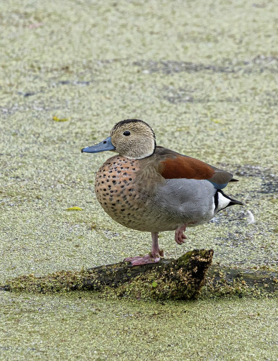 Ringed Teal - ML644825160