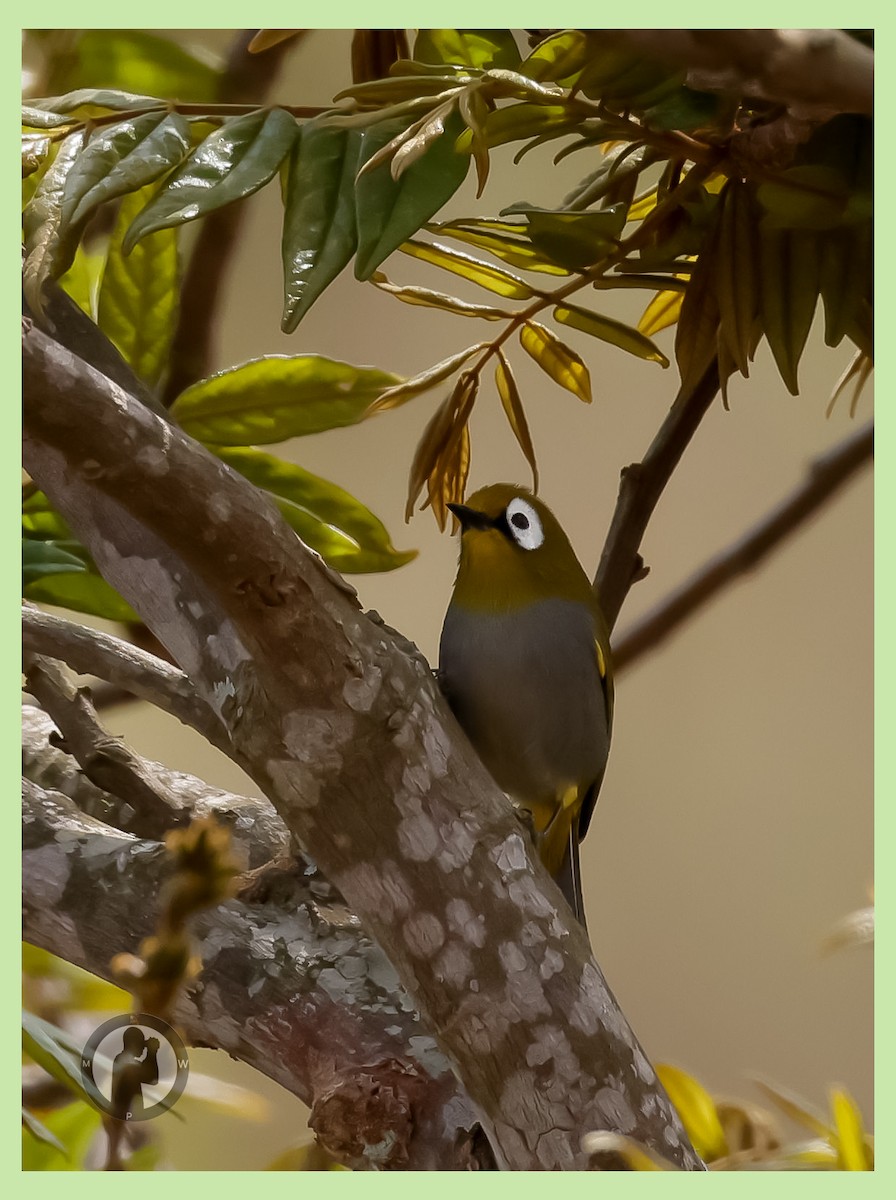 Taita White-eye - ML644825161