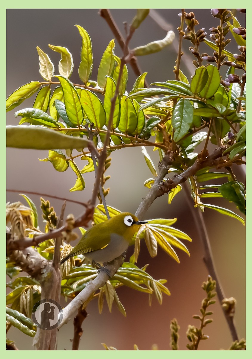 Taita White-eye - ML644825162