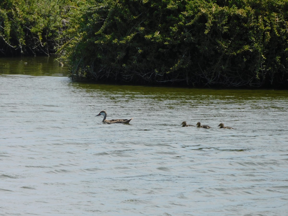 White-cheeked Pintail - ML644825164