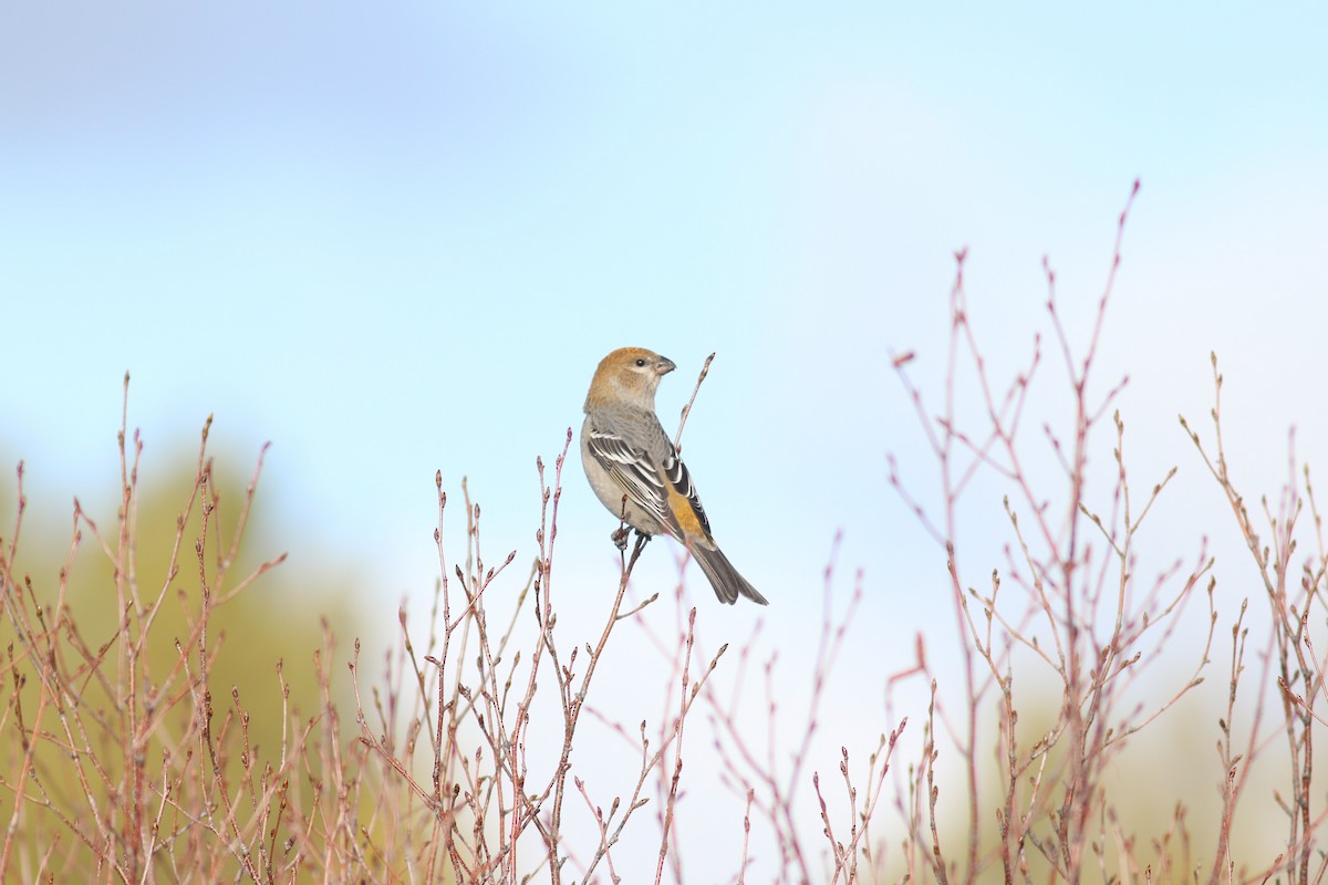 Pine Grosbeak - ML644825165
