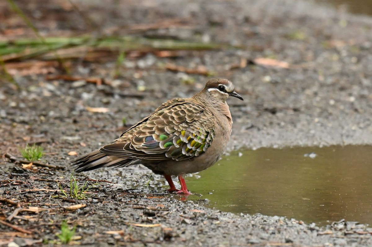 Common Bronzewing - ML644825167