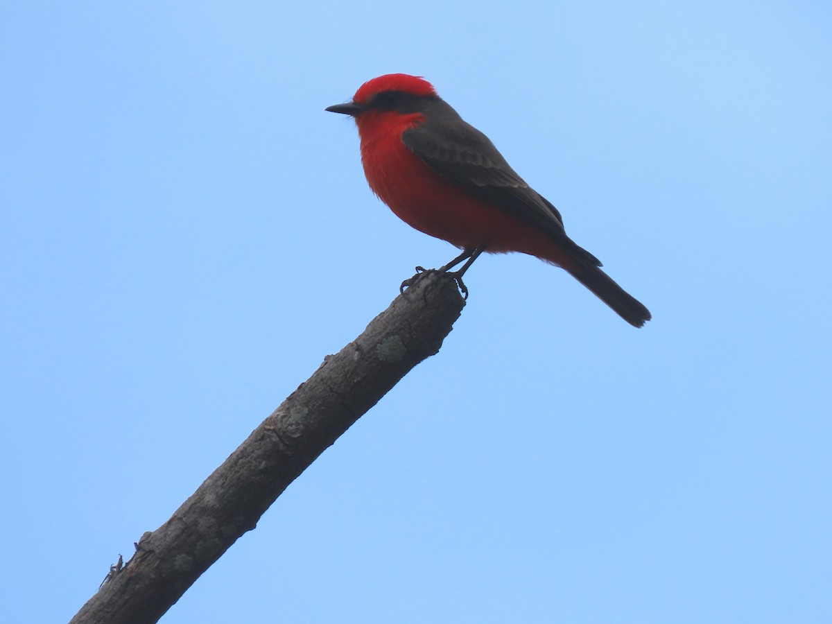 Vermilion Flycatcher - ML644825170