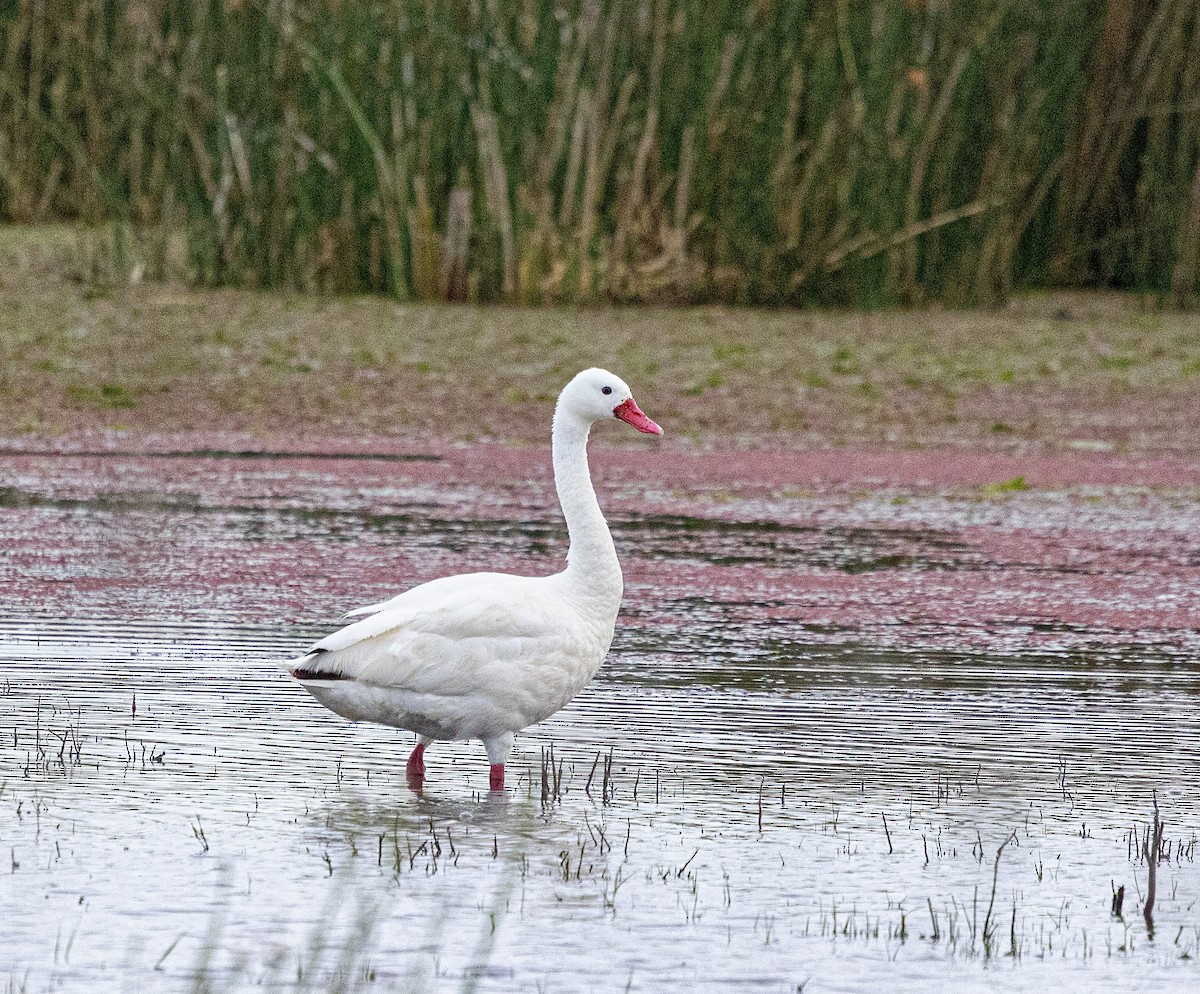 Coscoroba Swan - ML644825171