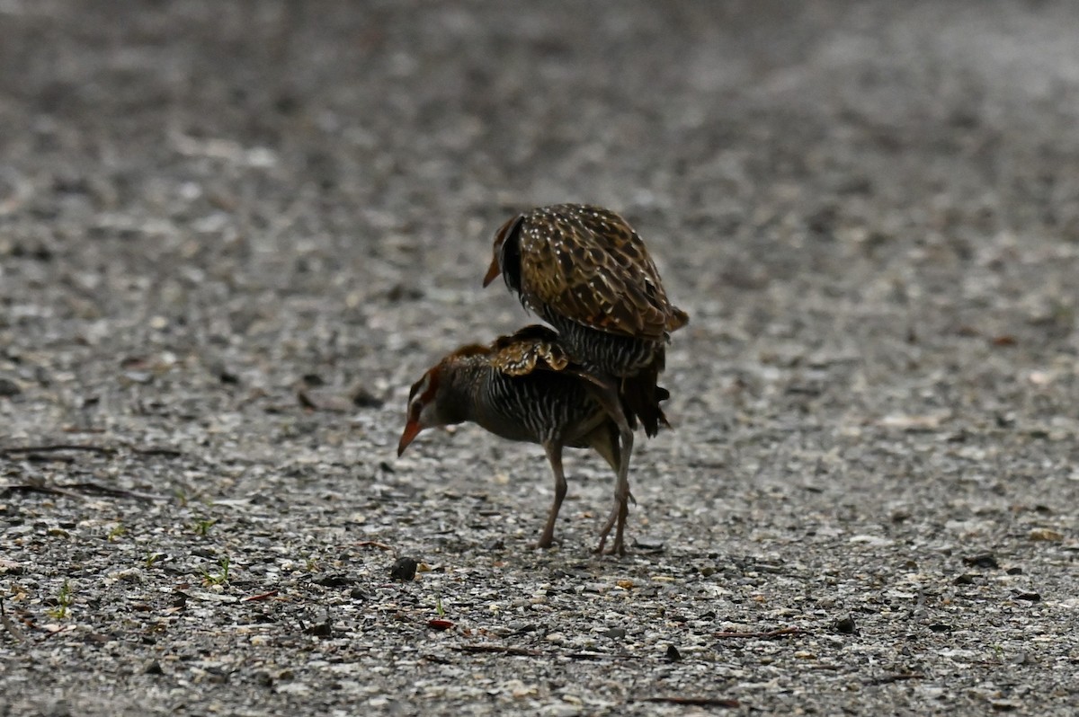 Buff-banded Rail - ML644825173