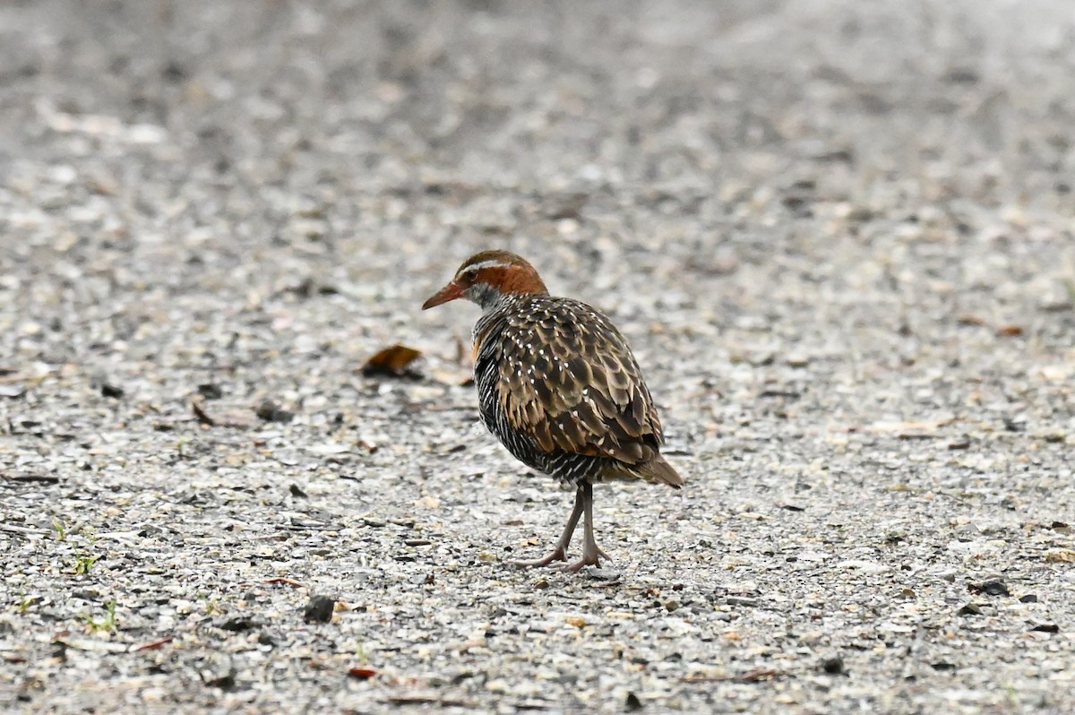 Buff-banded Rail - ML644825174