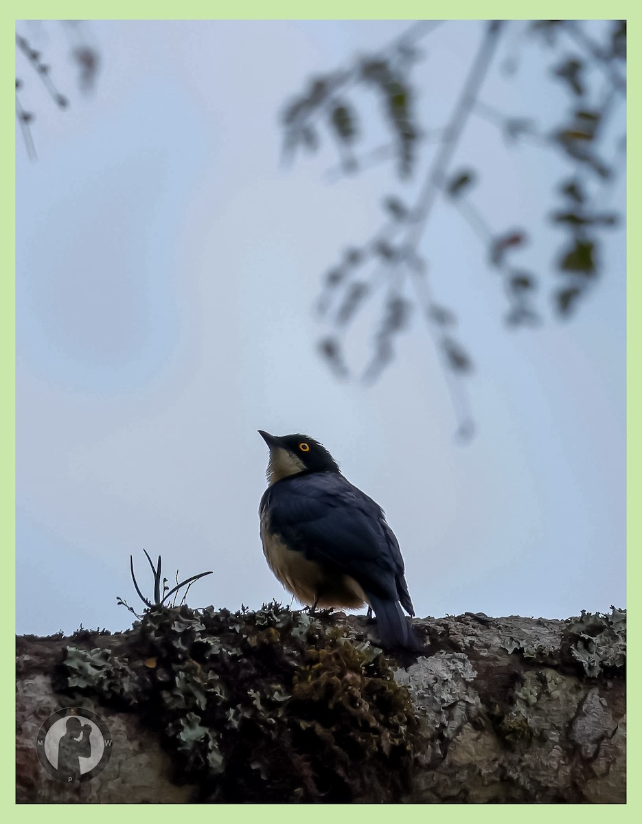 Sharpe's Starling - ML644825176