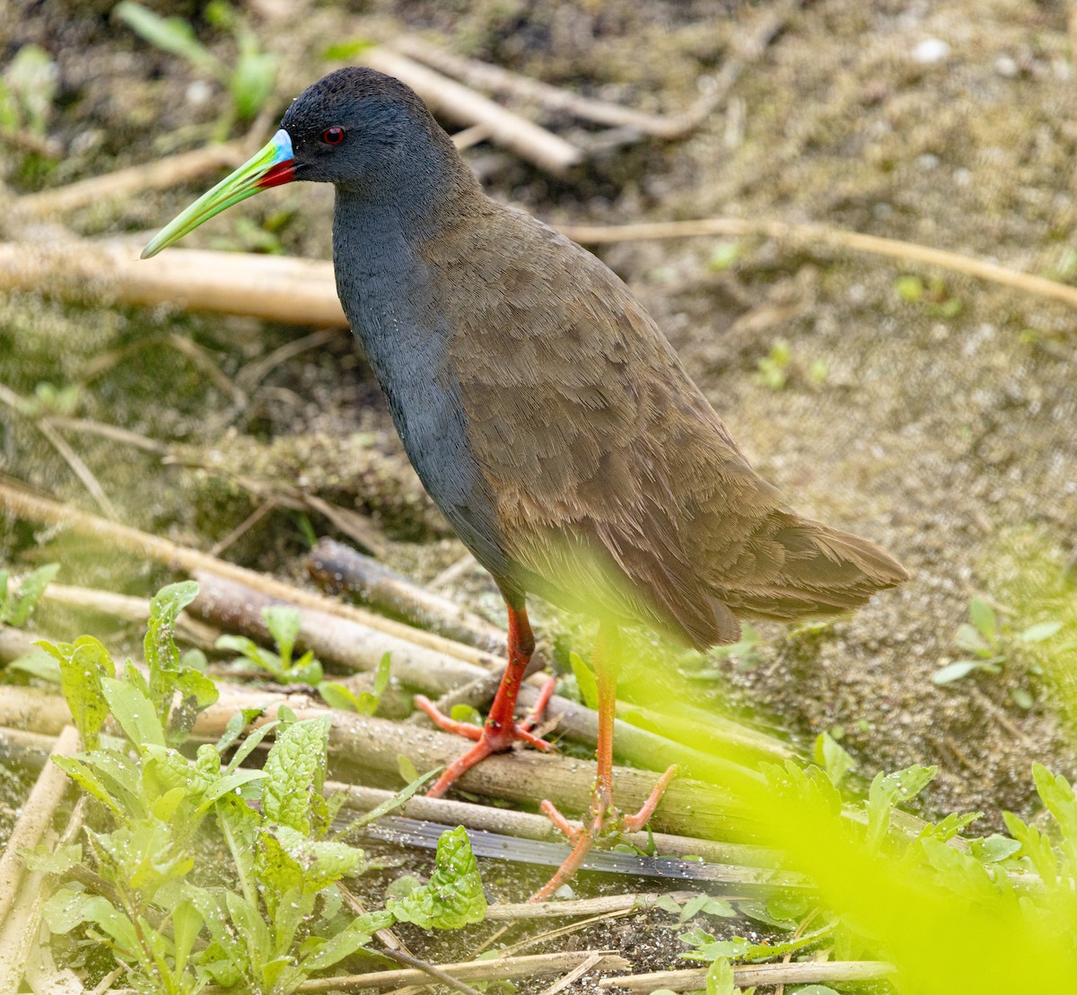 Plumbeous Rail - ML644825177