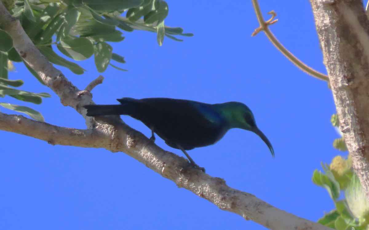 Souimanga Sunbird - ML644825179