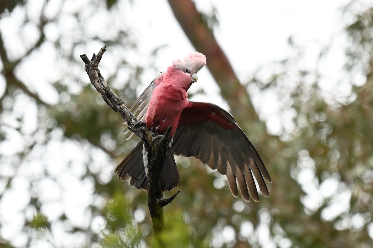 Galah - ML644825180