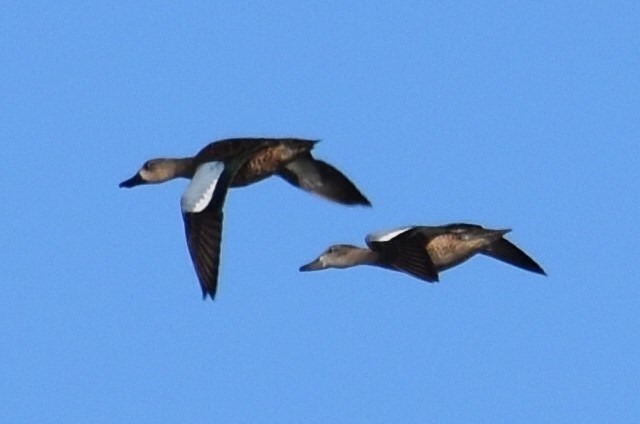 Blue-winged Teal - ML644825183