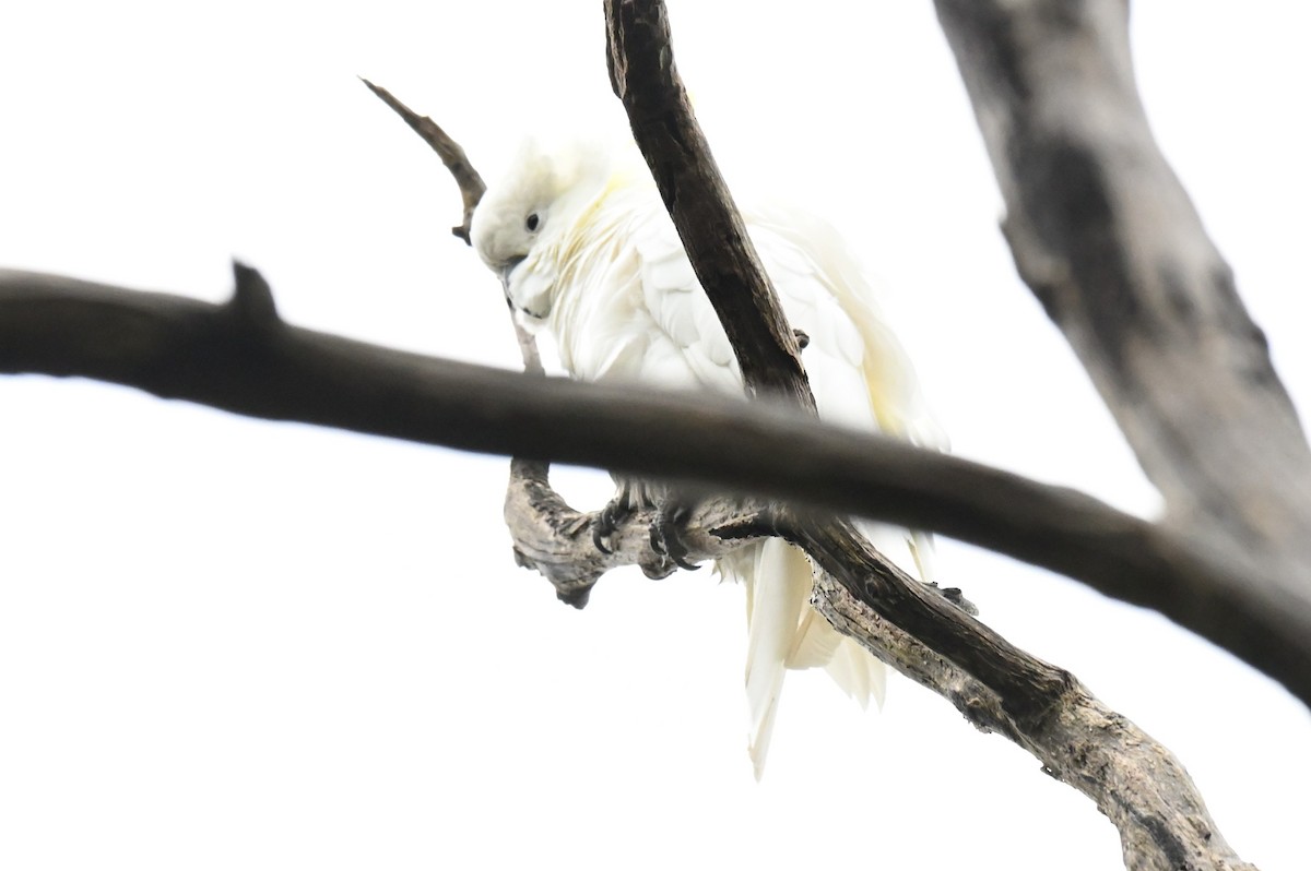Sulphur-crested Cockatoo - ML644825185