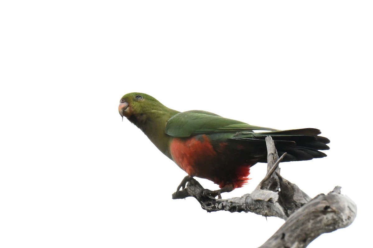 Australian King-Parrot - ML644825190