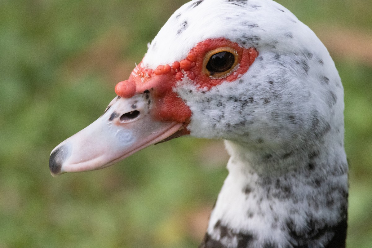 Muscovy Duck (Domestic type) - ML644825192