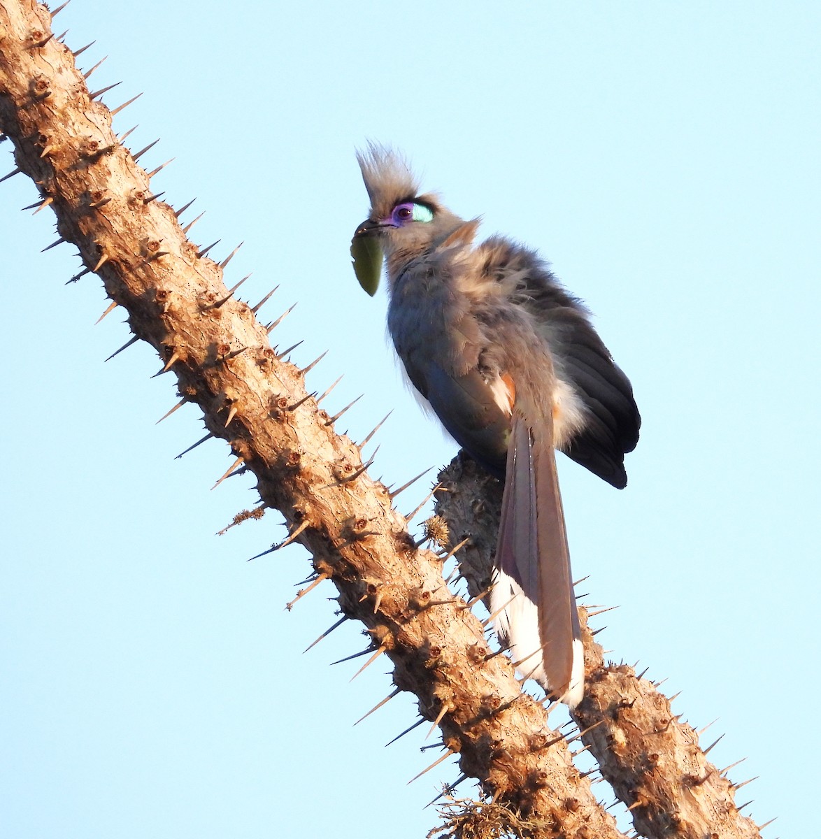 Tepeli Kua (pyropyga/maxima) - ML644825193