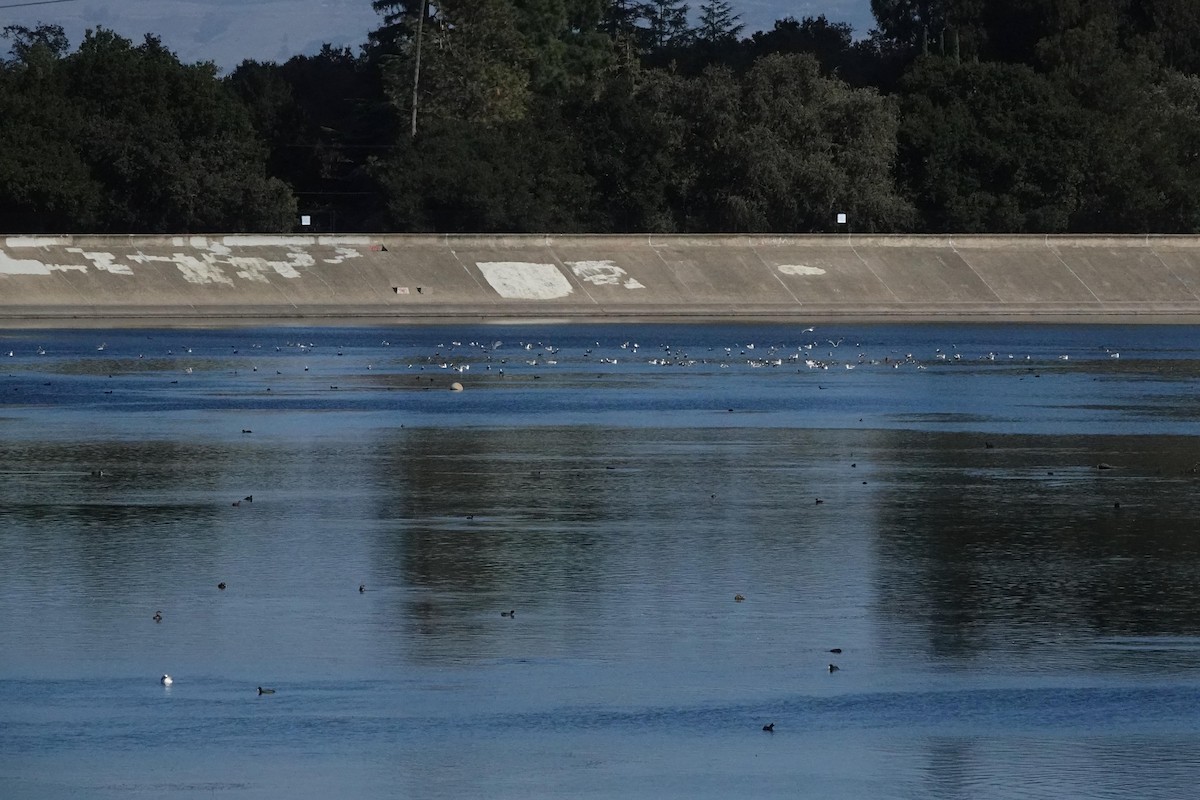 tanımsız Larinae sp. - ML644825200