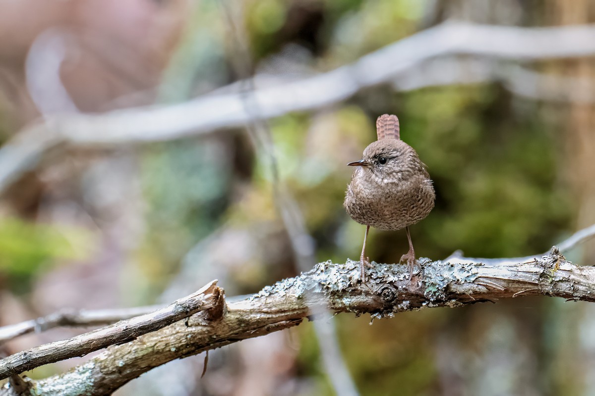 Winter Wren - ML644825201