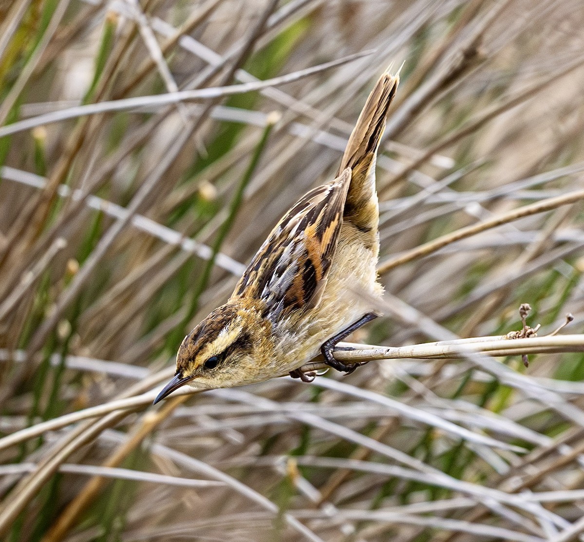 Wren-like Rushbird - ML644825202