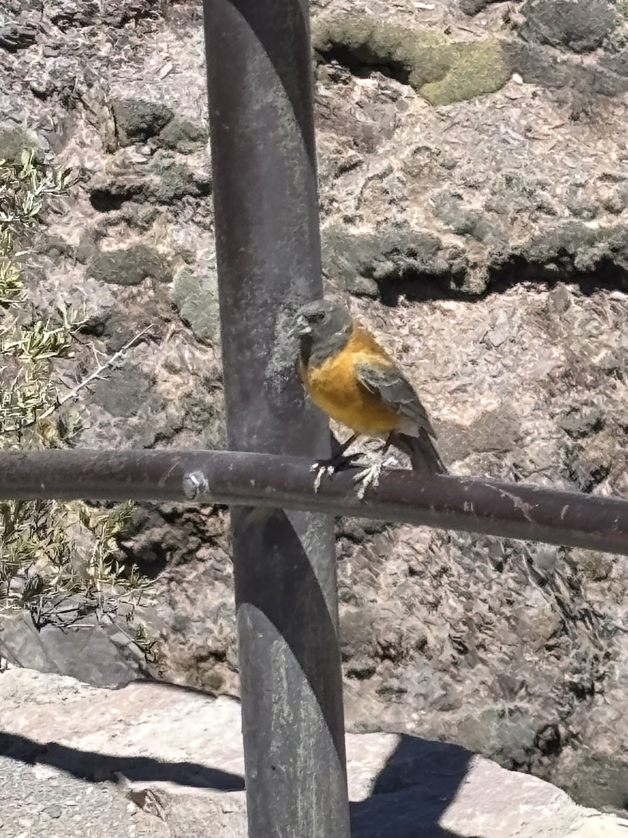 Black-hooded Sierra Finch - ML644825207
