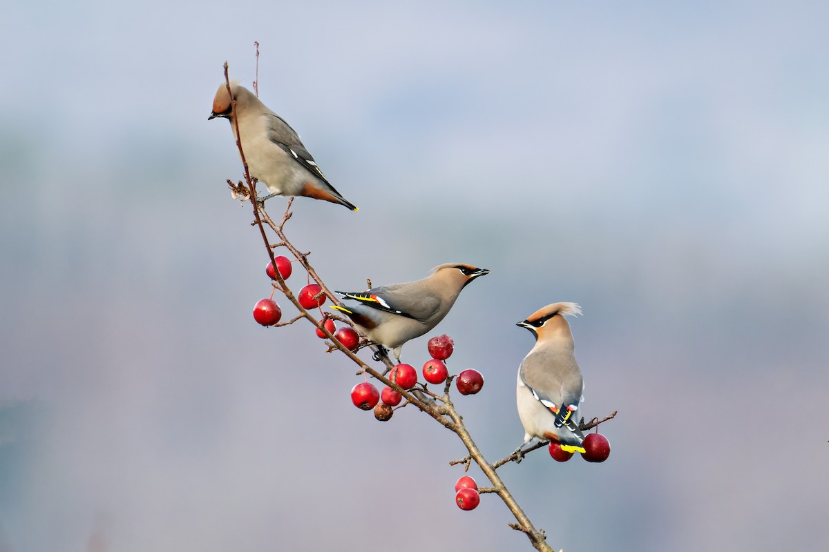 Bohemian Waxwing - ML644825208