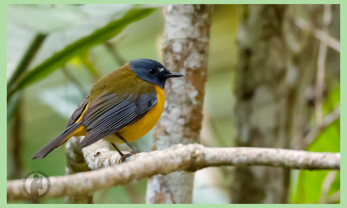 White-starred Robin - ML644825215