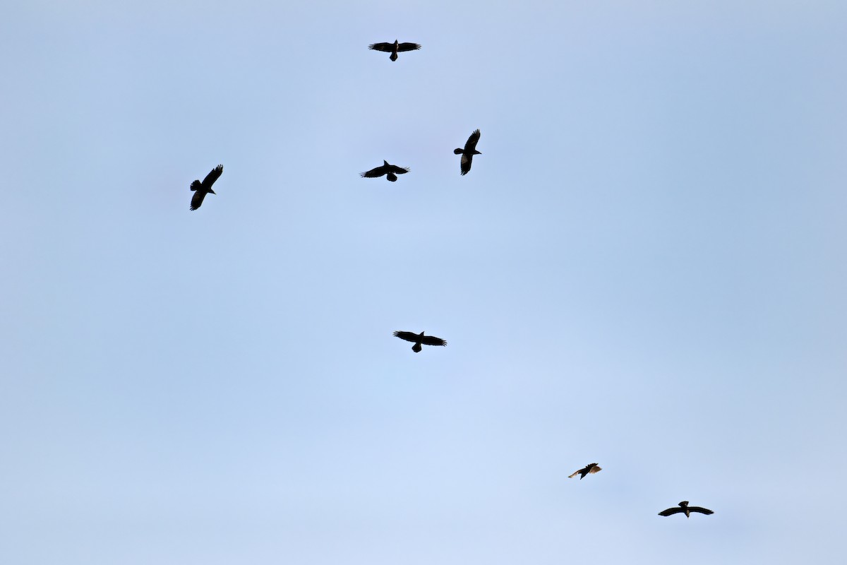 Grand Corbeau - ML644825217