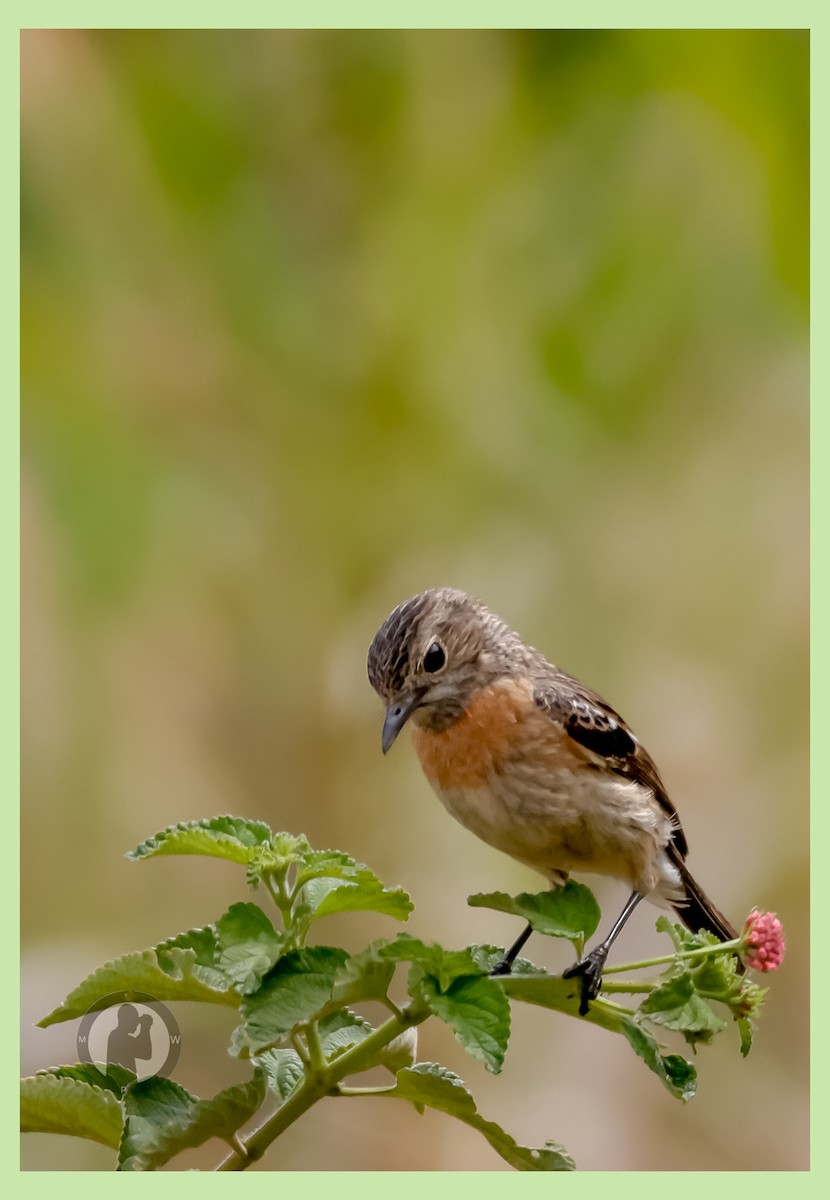 African Stonechat - ML644825229