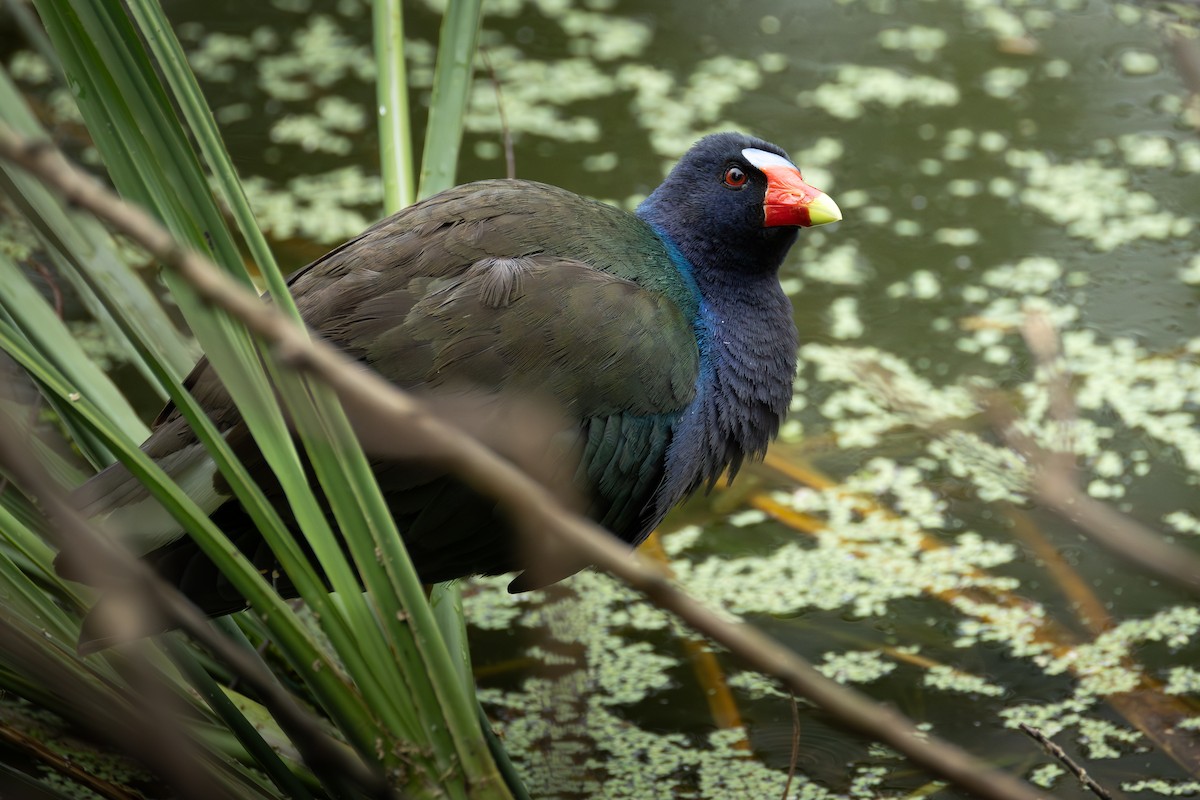 Малая султанка - ML644825239