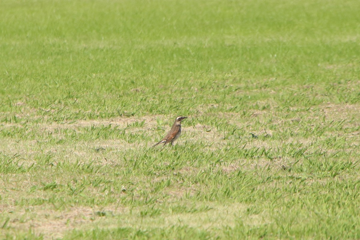 Дрізд темний - ML644825245