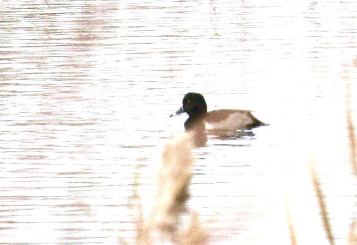 ringand - ML644825249