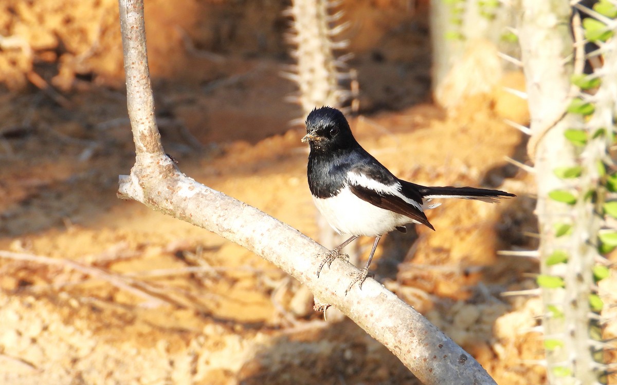 Мадагаскарский шама (pica) - ML644825252