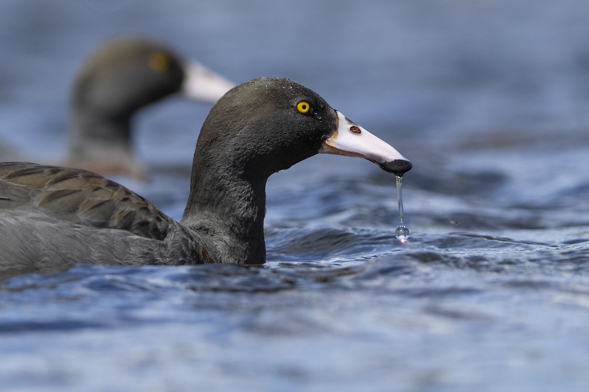 Blue Duck - ML644825255