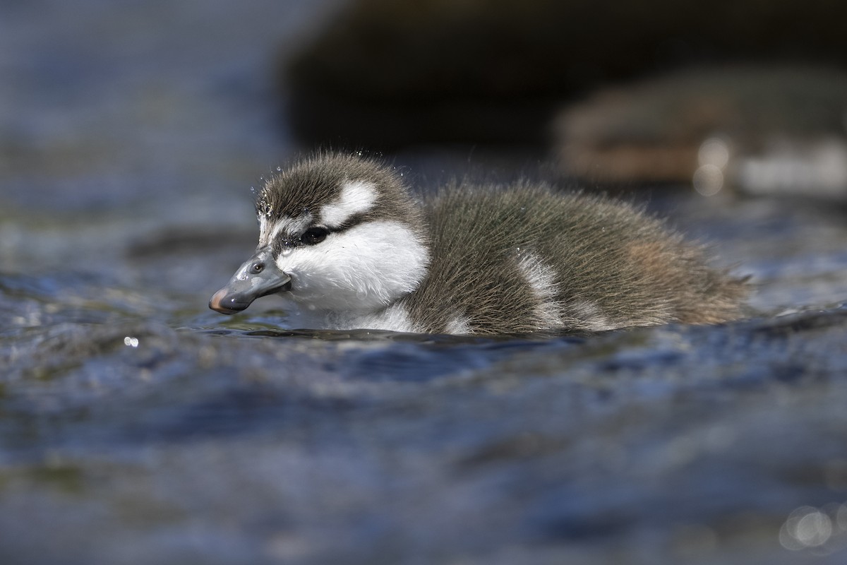 Blue Duck - ML644825256