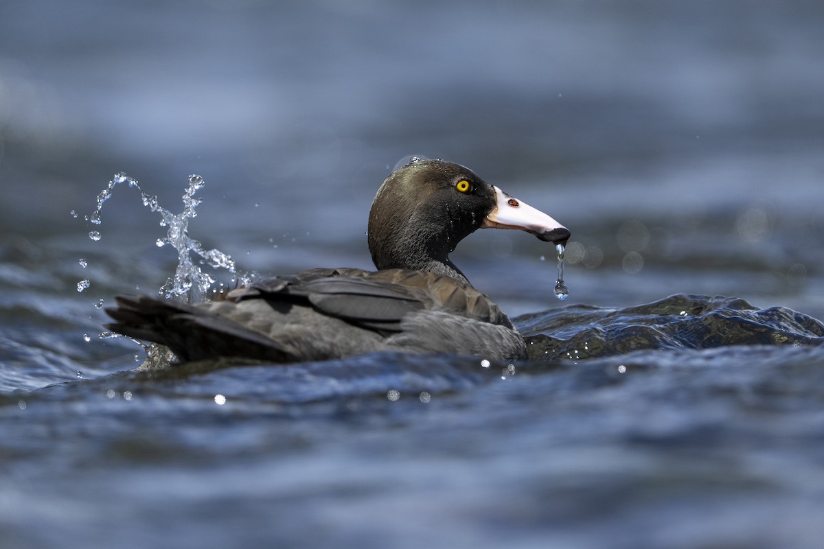 Blue Duck - ML644825257