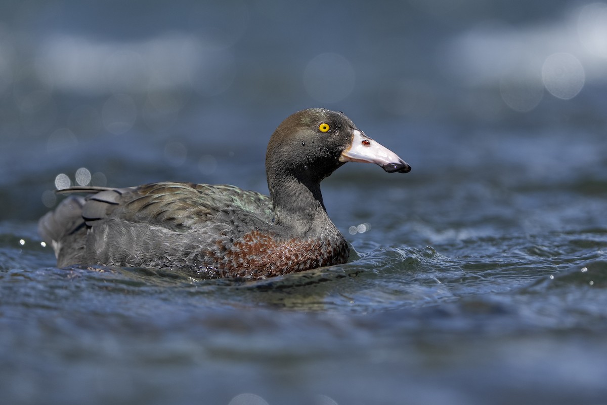 Blue Duck - ML644825258