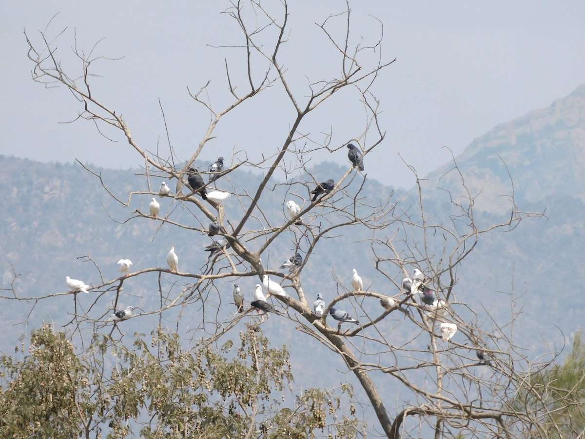 カワラバト（ドバト、家畜型） - ML644825264