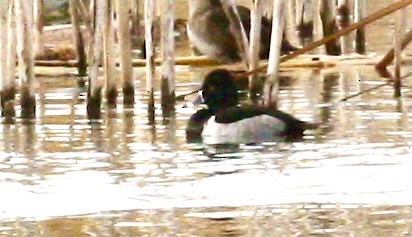 ringand - ML644825265