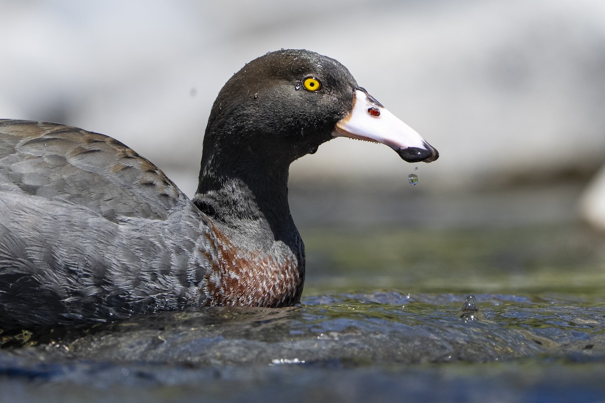 Blue Duck - ML644825268